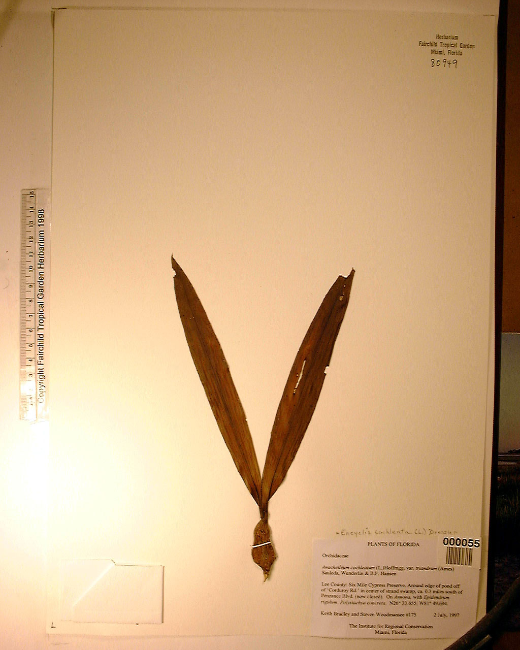 Encyclia Cochleata (Orquídea Polvo)