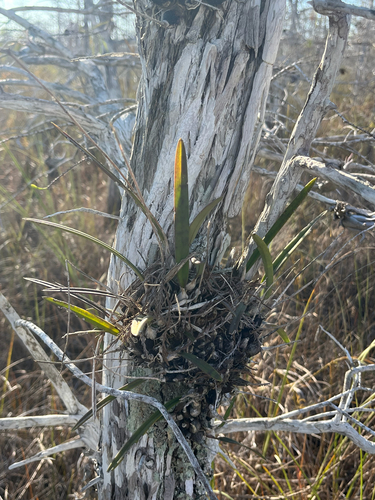 Encyclia Tampensis