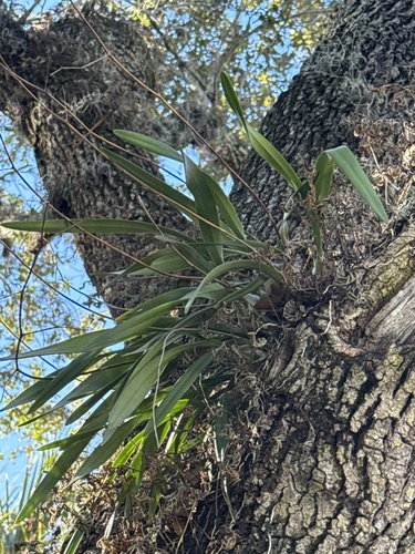 Encyclia Tampensis
