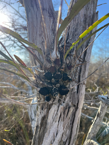 Encyclia Tampensis