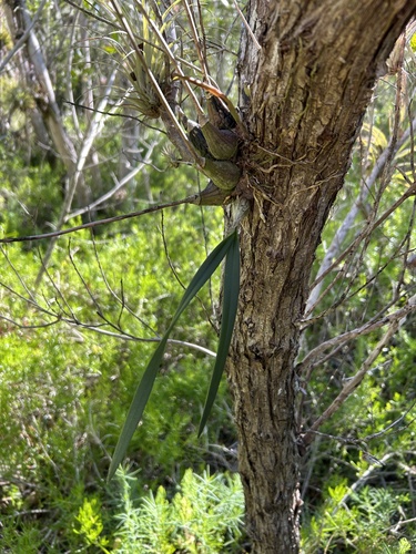 Encyclia Tampensis