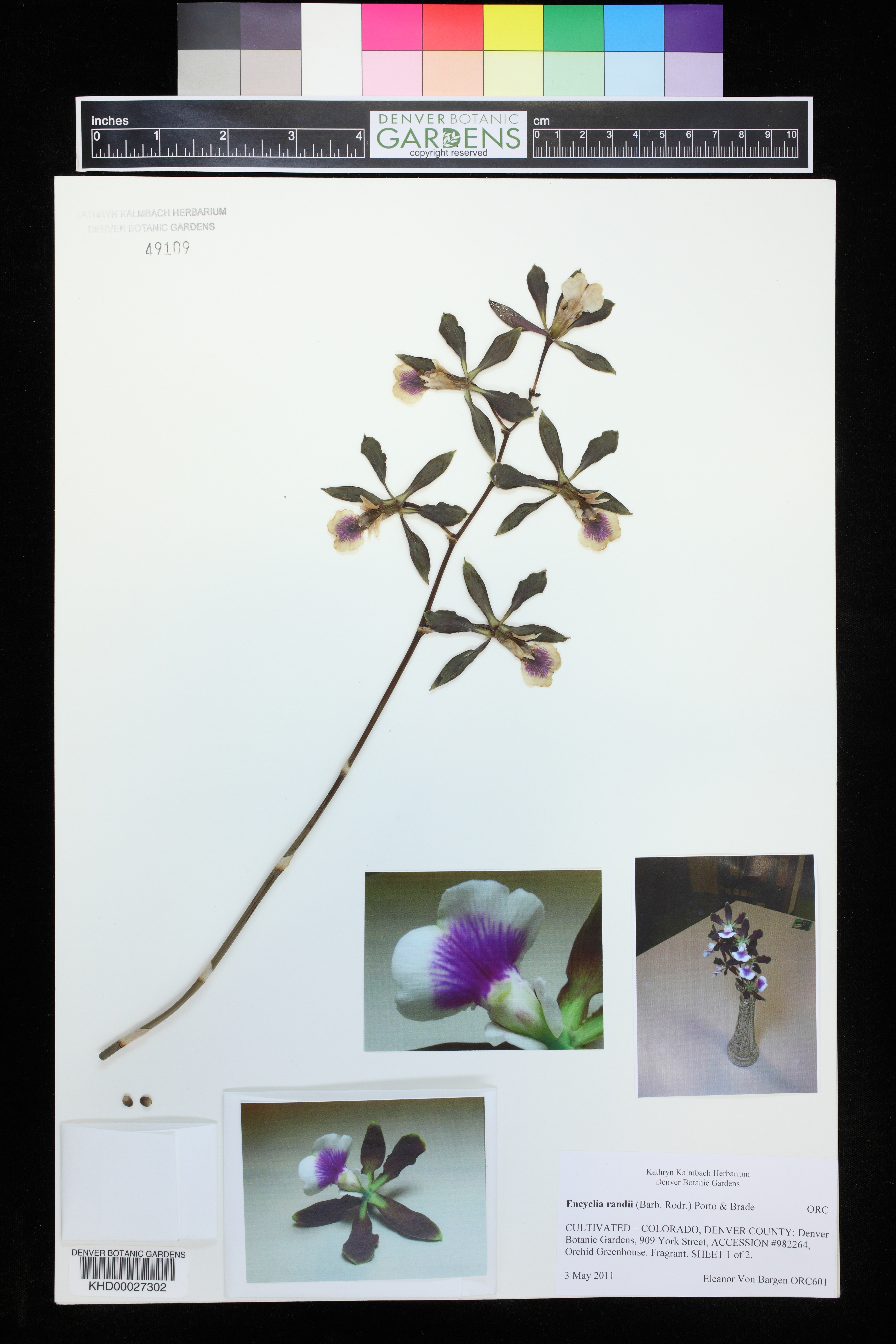 Encyclia Randii