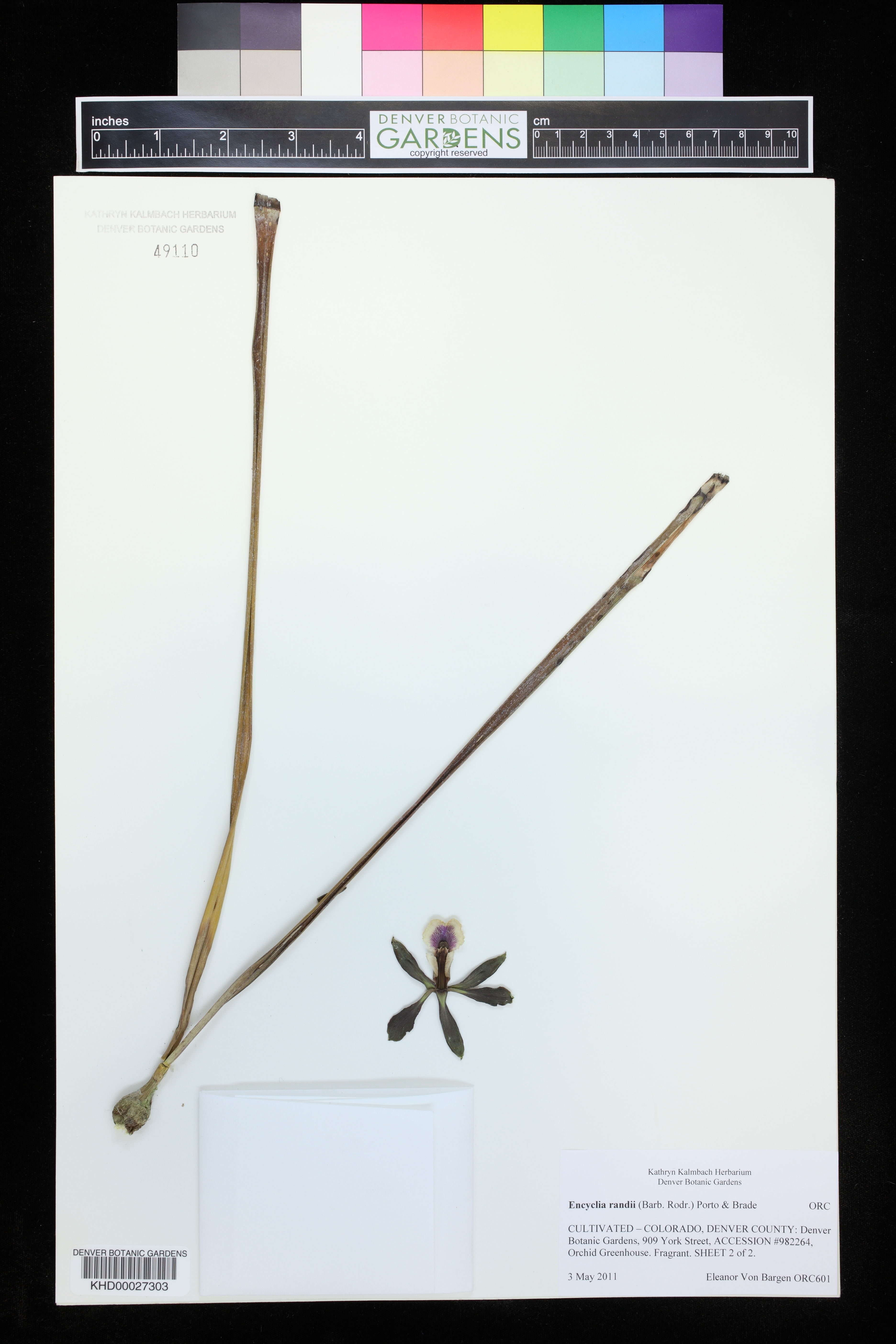 Encyclia Randii