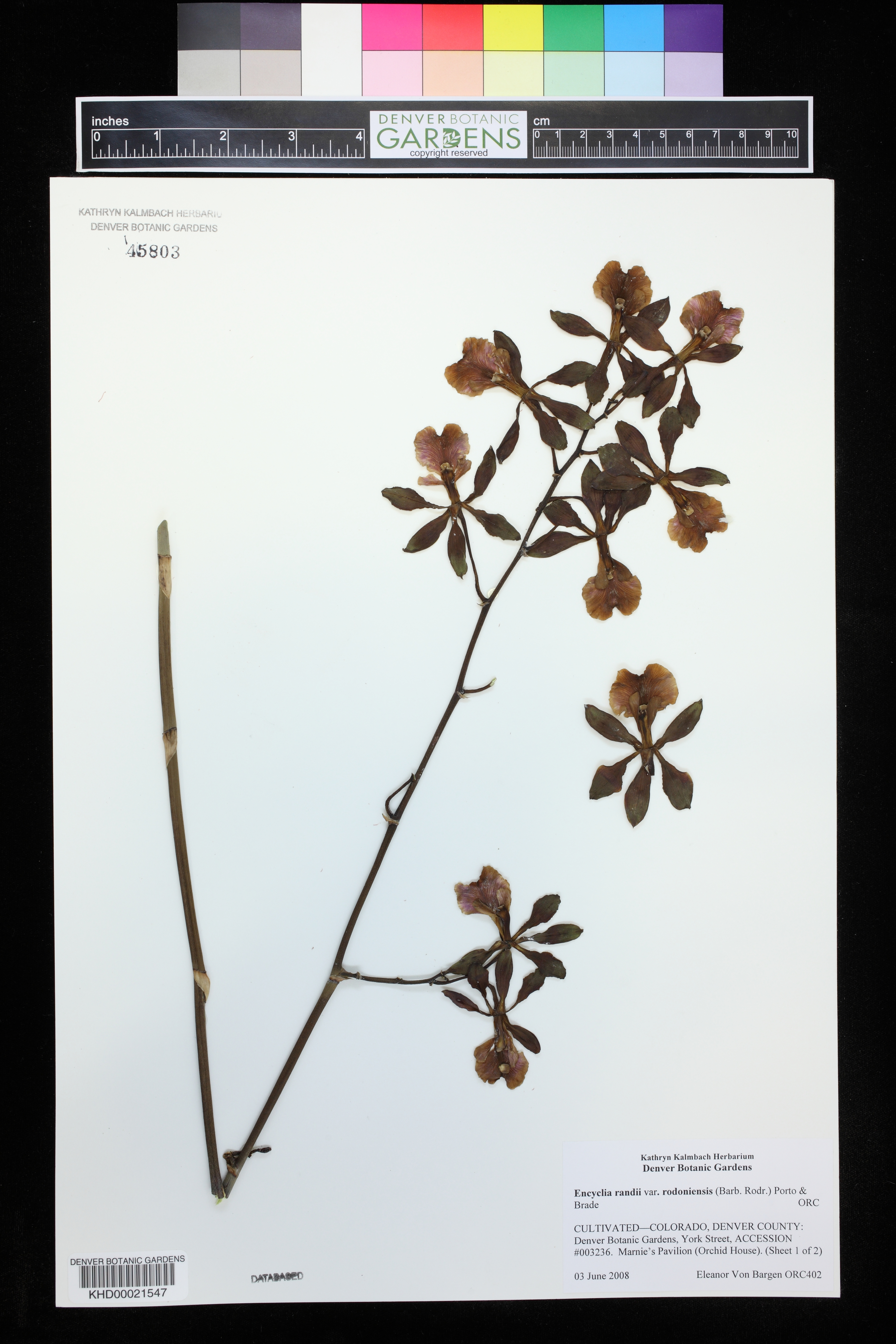 Encyclia Randii