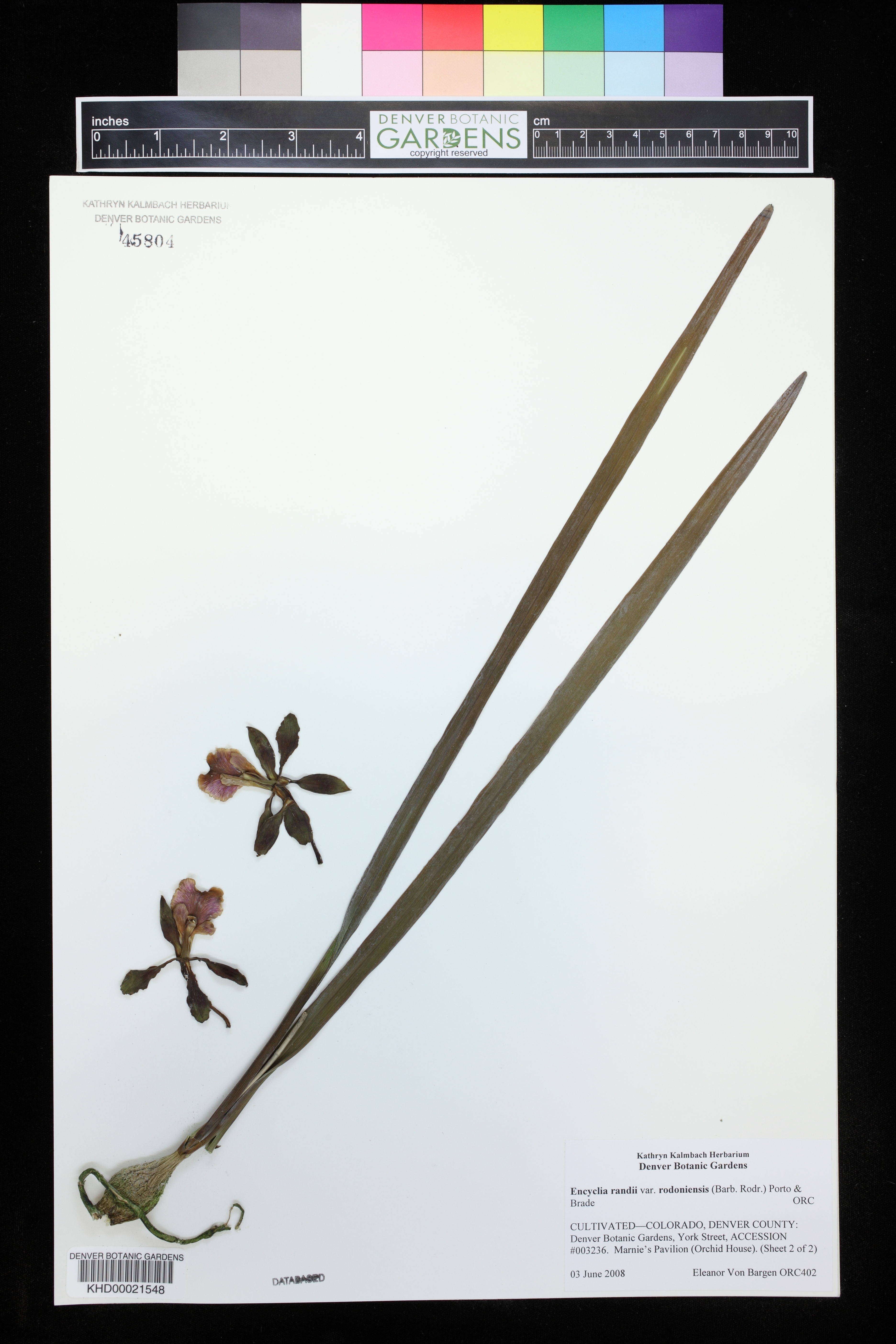 Encyclia Randii