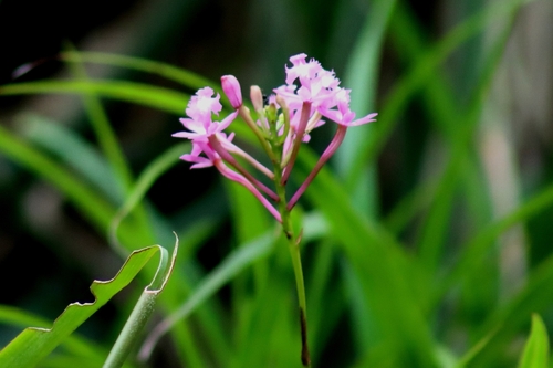Epidendrum Denticulatum