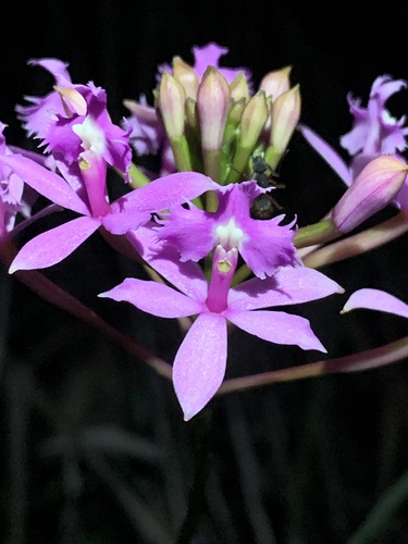 Epidendrum Denticulatum