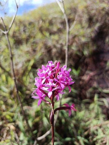Epidendrum Denticulatum