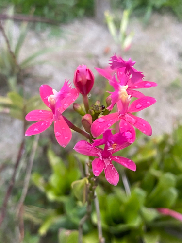 Epidendrum Denticulatum