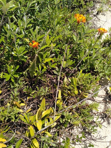 Epidendrum Fulgens