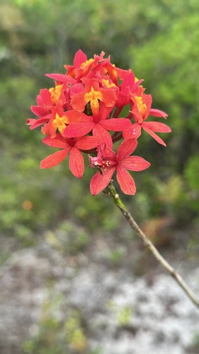 Epidendrum Fulgens