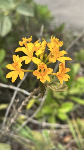 Epidendrum Fulgens