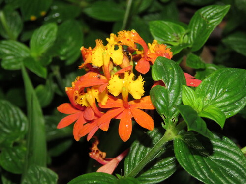 Epidendrum Fulgens