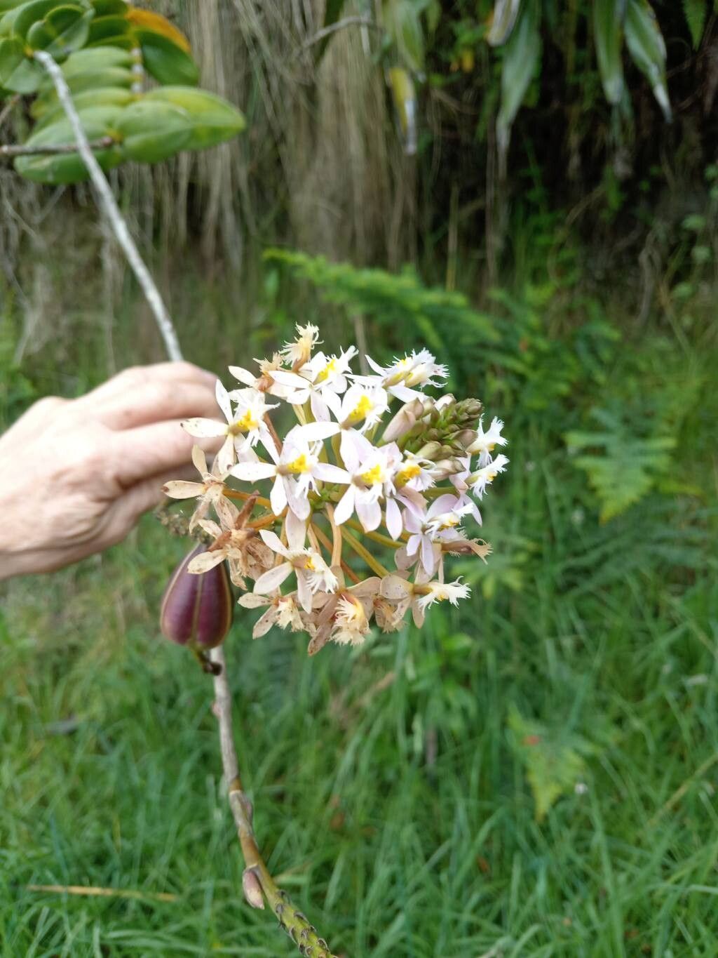 Epidendrum Ibaguense