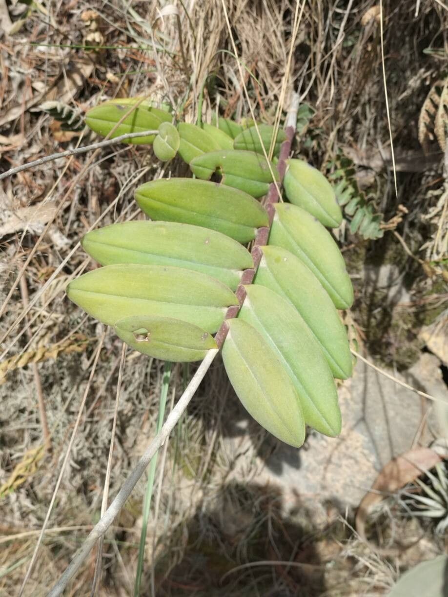 Epidendrum Ibaguense