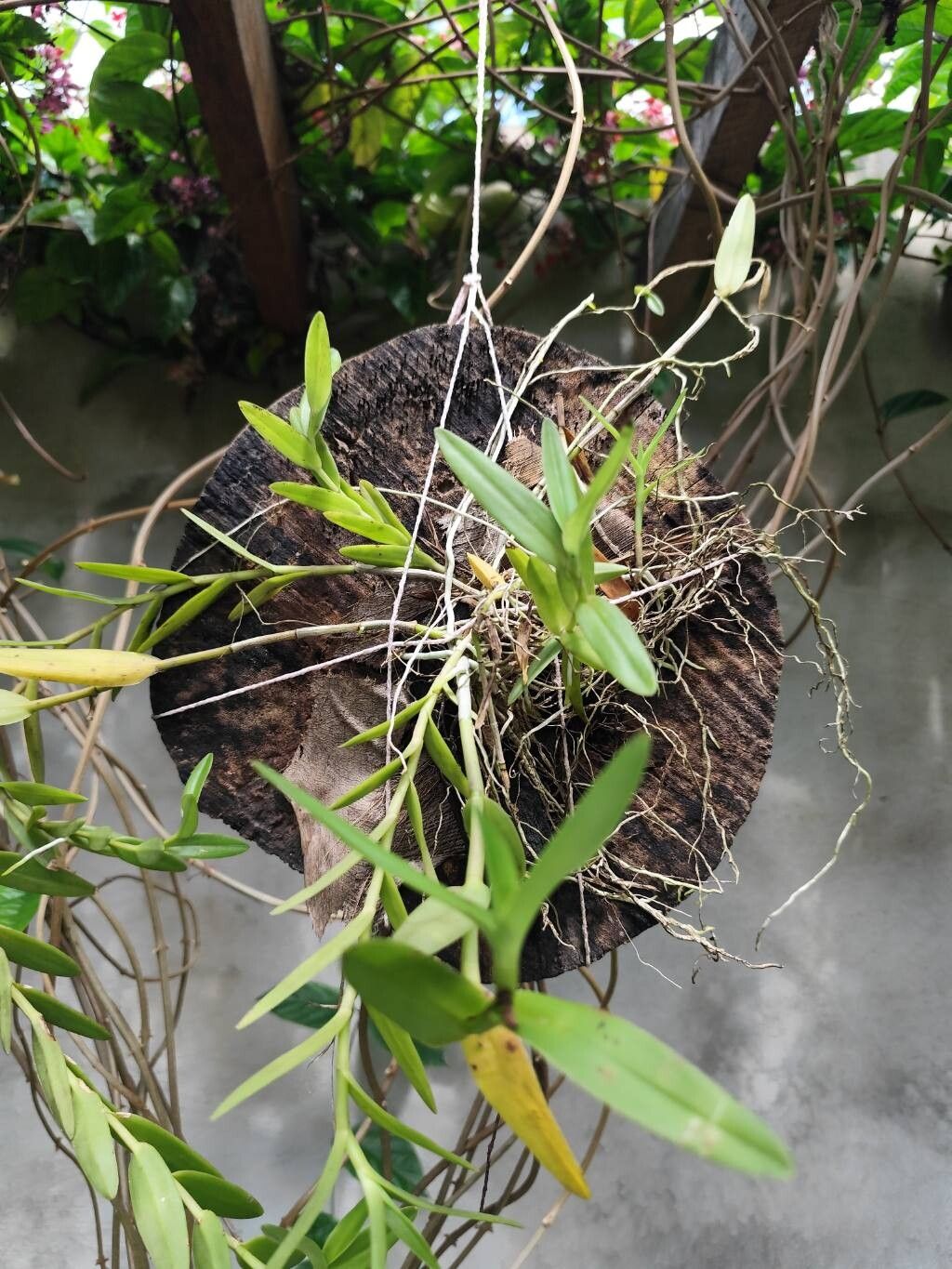 Epidendrum Ibaguense