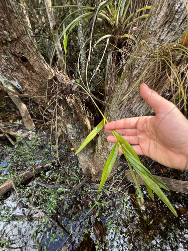 Epidendrum Nocturnum (Epidendrum da Noite)
