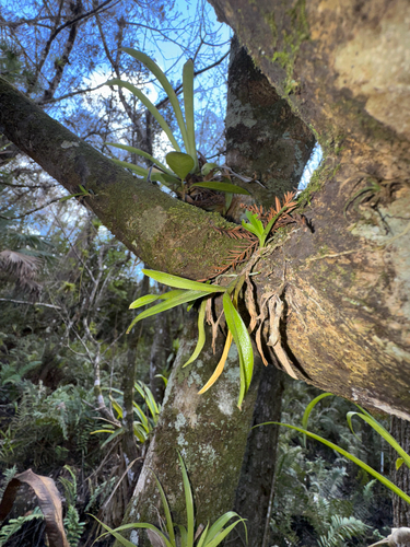 Epidendrum Nocturnum (Epidendrum da Noite)