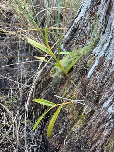 Epidendrum Nocturnum (Epidendrum da Noite)