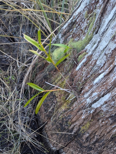 Epidendrum Nocturnum (Epidendrum da Noite)