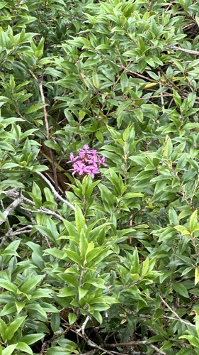 Epidendrum Secundum