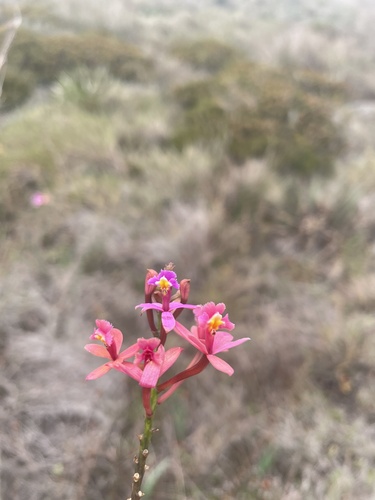 Epidendrum Secundum