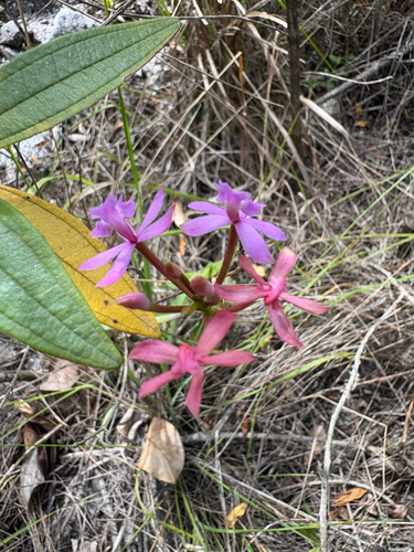 Epidendrum Secundum