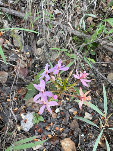Epidendrum Secundum
