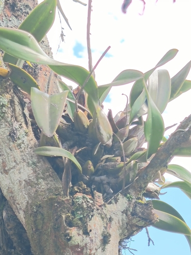 Laelia Anceps