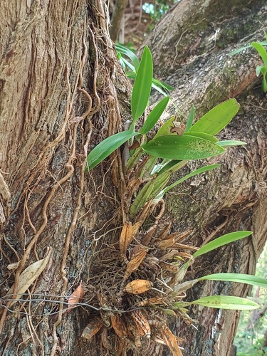 Laelia Anceps
