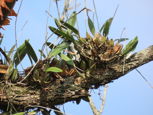 Laelia Anceps