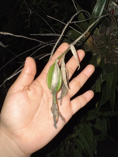 Laelia Anceps