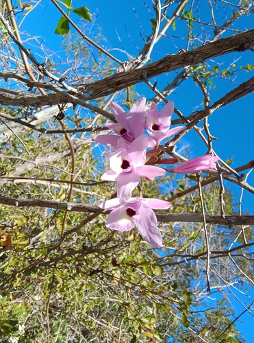 Laelia Rubescens