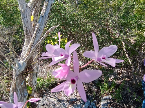 Laelia Rubescens