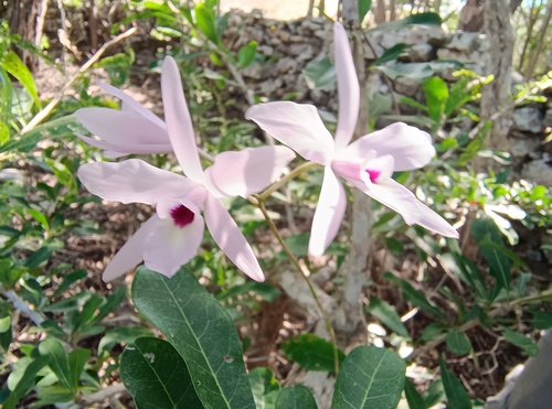 Laelia Rubescens