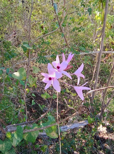Laelia Rubescens