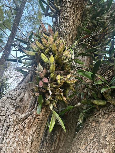 Laelia Autumnalis