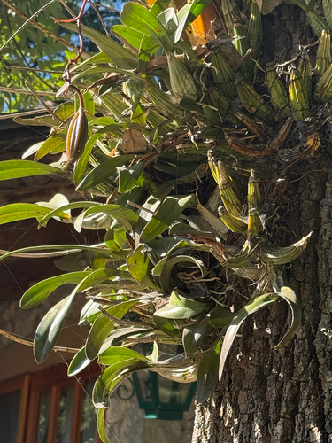 Laelia Autumnalis