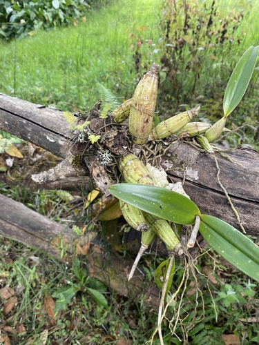 Laelia Autumnalis