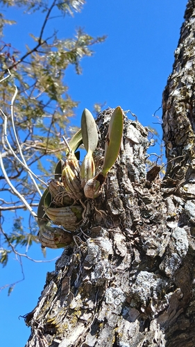 Laelia Speciosa