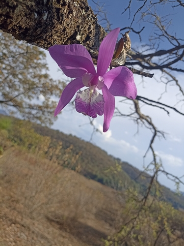 Laelia Speciosa