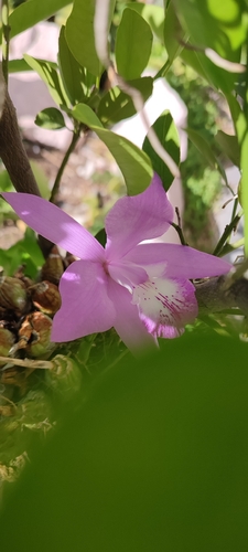 Laelia Speciosa