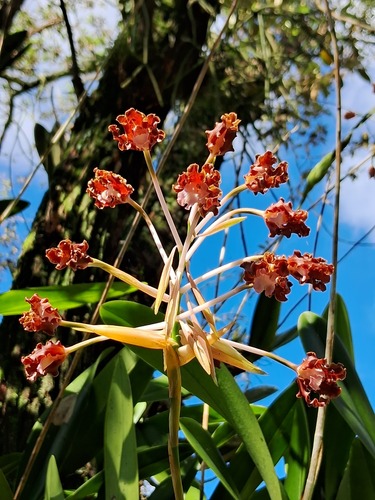 Laelia Gloriosa