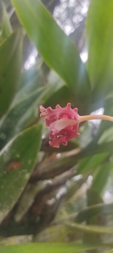 Laelia Gloriosa