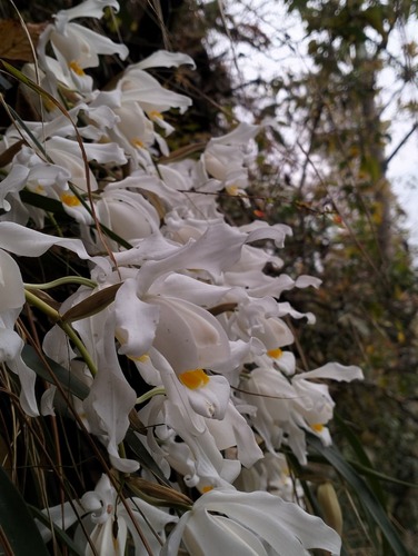Coelogyne Cristata