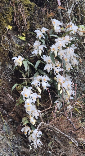Coelogyne Cristata
