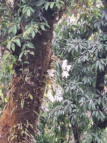 Coelogyne Cristata