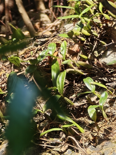 Coelogyne Fimbriata