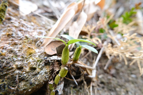 Coelogyne Fimbriata