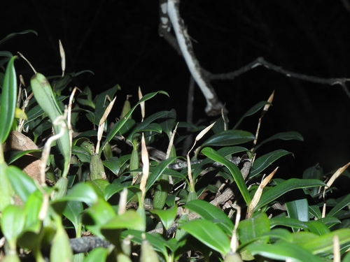 Coelogyne Fimbriata